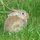 LoveRabbit