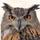 M-Falcon