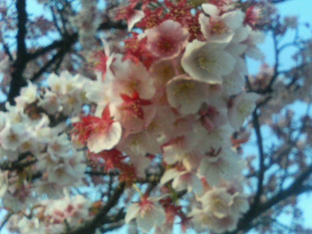 chinopu