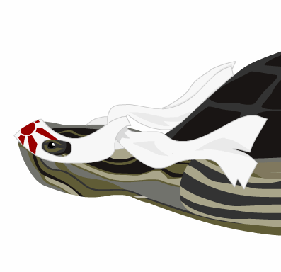 kamekaze