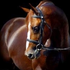 lovehorse