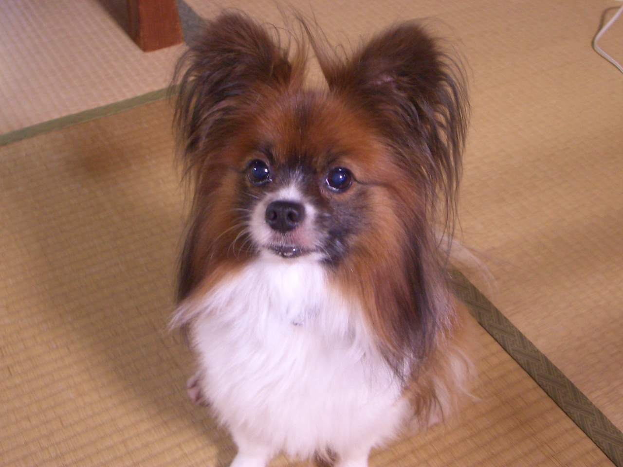 makicchi