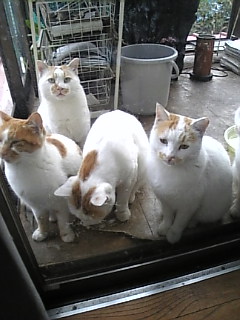 snowdropxx
