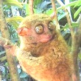 takusamar
