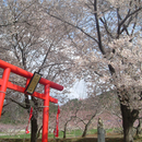 yula355